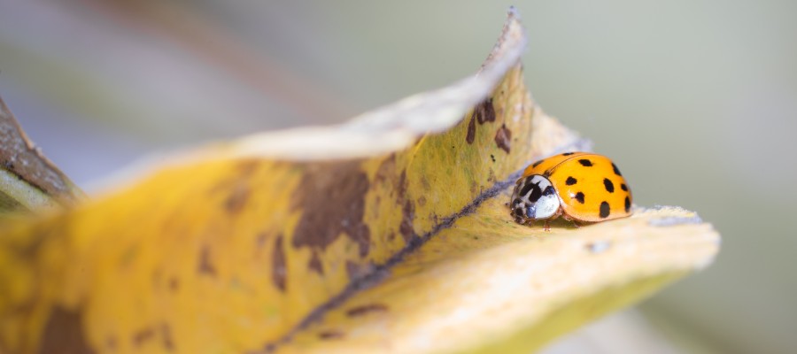 Asian lady beetle on turning leaf