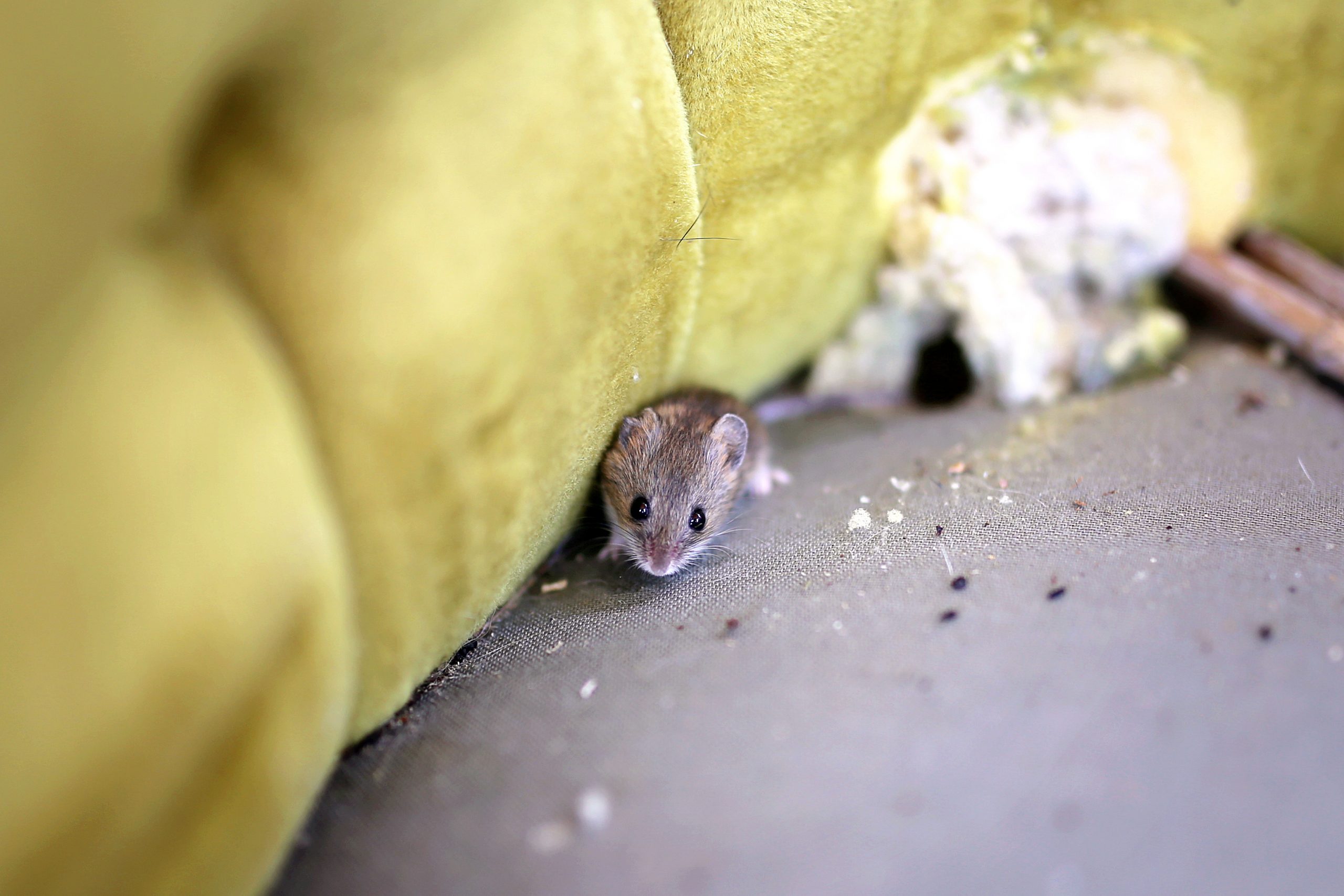 mouse living on old chair