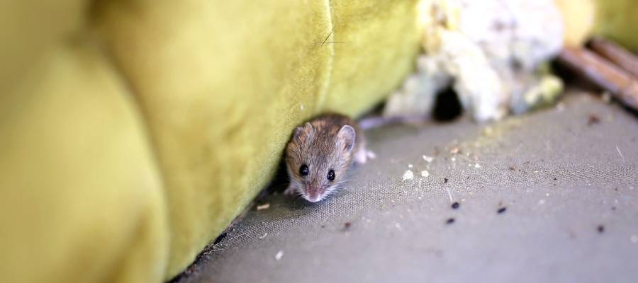 Poop Problems What Mouse Droppings In The Home Mean For You