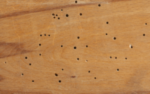 Termite holes in Illinois and Indiana - Anderson Pest Solutions