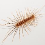A house centipede crawls along a white wall