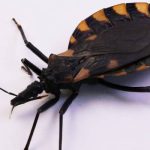 Close-up of a kissing bug