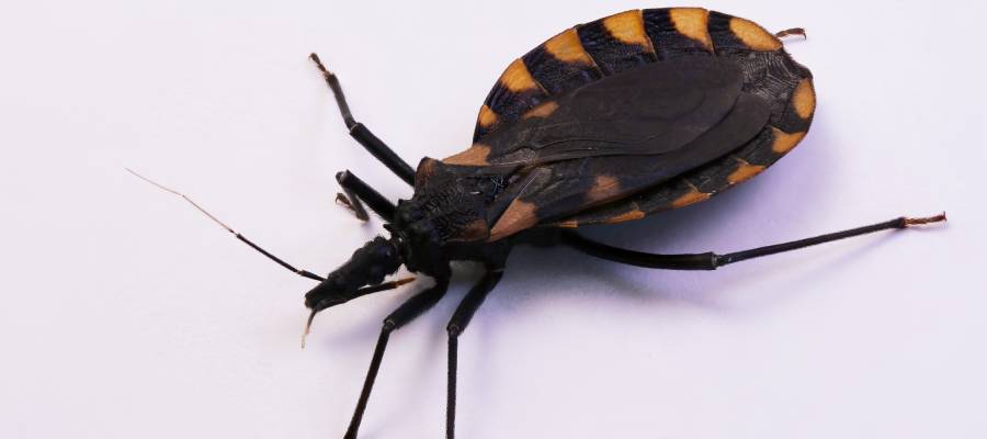 Are Kissing Bugs Dangerous 