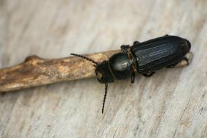 Black ground beetle sitting on a stick in Illinois
