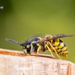 Wasps on wood fence in Illinois and Indiana | Anderson Pest Solutions
