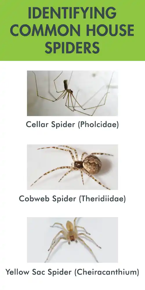 Identifying Common House Spiders by Anderson Pest Solutions - Serving Indiana, Illinois and the greater Chicago area