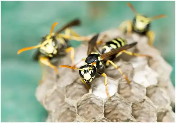 Variety of wasps sitting on nest