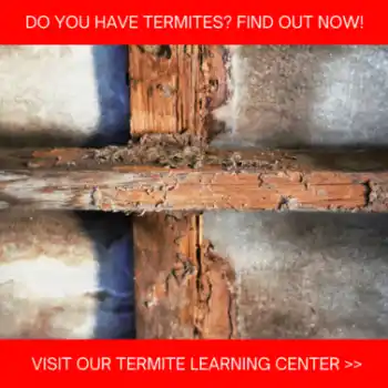 Termite learning center image - Keep pests away from your home with Anderson Pest Solutions in IN and IL