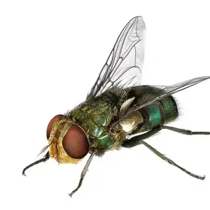 Blow fly against a white background - Keep pests away from your home with Anderson Pest Solutions in IL and IN
