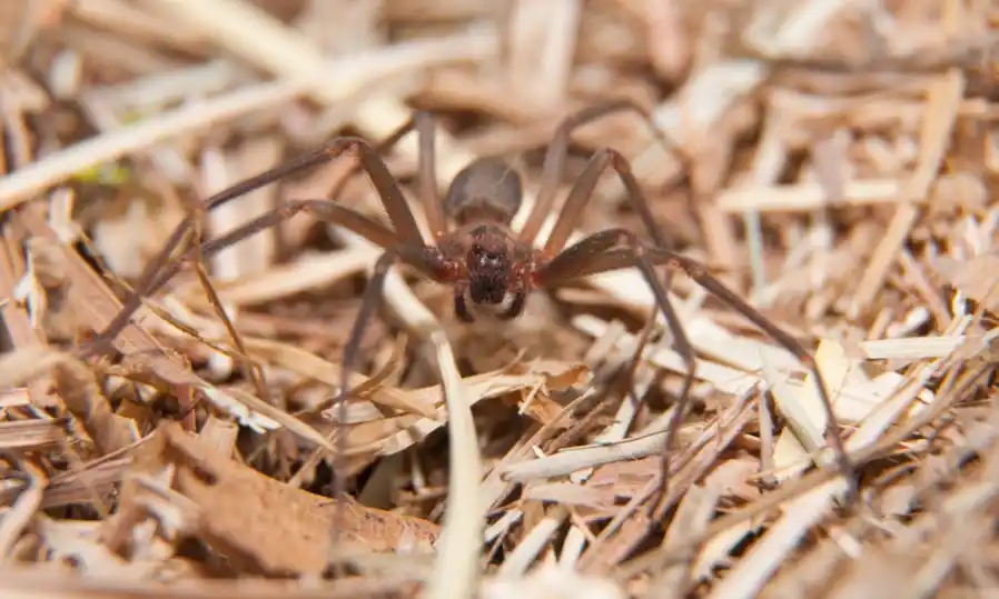 Close up of Brown Recluse Spider