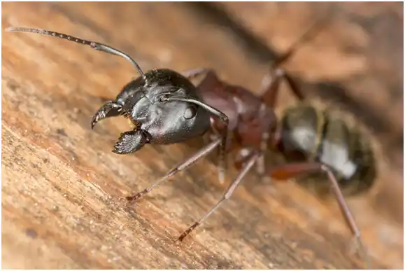 Carpenter ants found in Illinois and Indiana - Anderson Pest Solutions