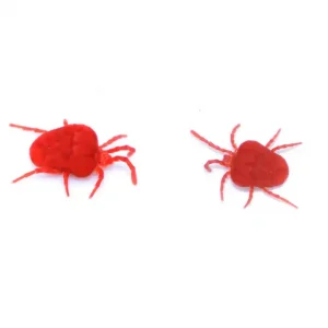Red clover mites against a white background - Keep pests away form your home with Anderson Pest Solutions in IN and IL