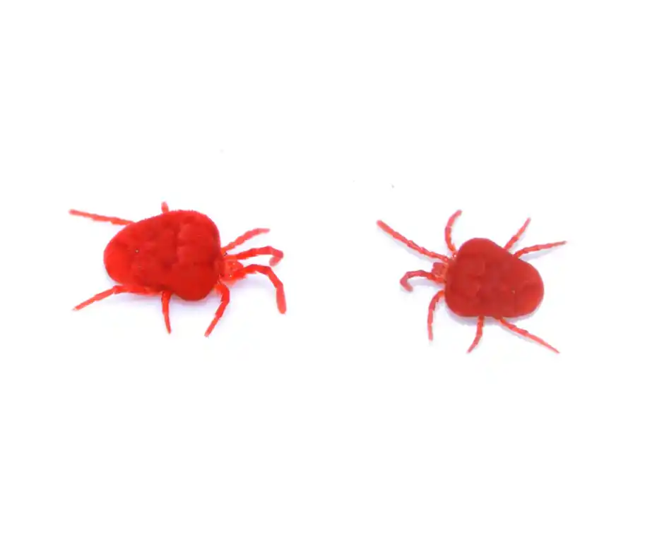 Red clover mites against a white background - Keep pests away form your home with Anderson Pest Solutions in IN and IL