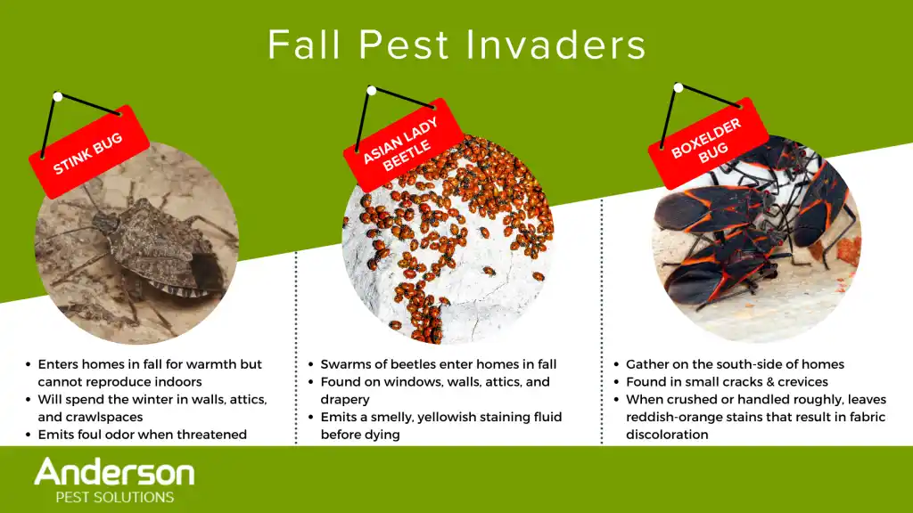 Fall pest prevention - Anderson Pest Solutions in Illinois & Indiana
