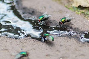 Flies drinking water in Illinois and Indiana | Anderson Pest Solutions