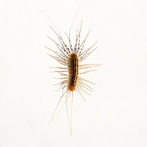 House centipede against a white background - Keep pests away form your home with Anderson Pest Solutions in IL and IN