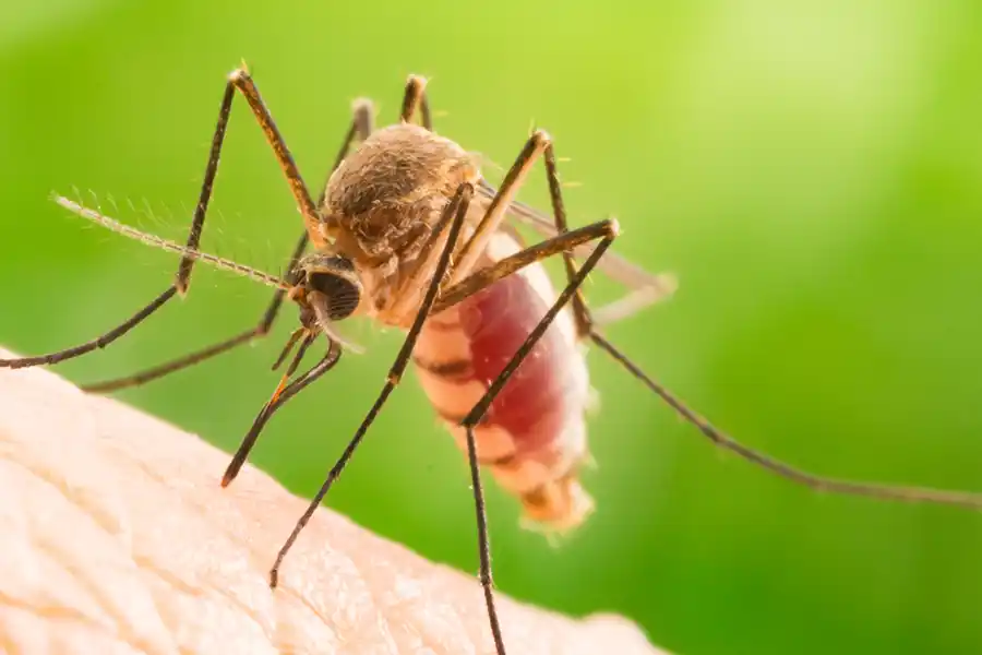 Mosquito Prevention in Illinois and Indiana; Anderson Pest Solutions