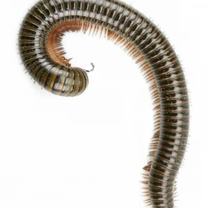 A millipede against a white background - Keep millipedes away from your home with Anderson Pest Solutions in IL and IN