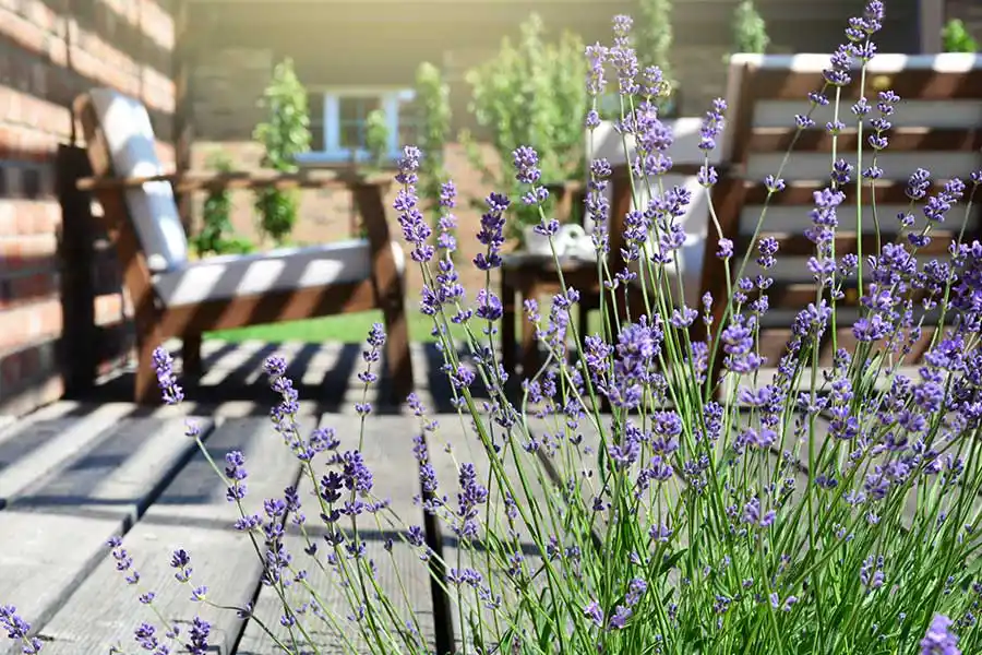 A crop of lavender flowers on a patio - Keep pests away from your home with Anderson Pest Solutions