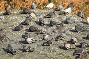 Pigeons on roof in Illinois and Indiana | Anderson Pest Solutions