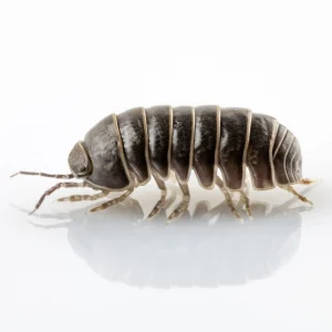 Pillbug against a white background - Keep pests away from your home with Anderson Pest Solutions in IL and IN