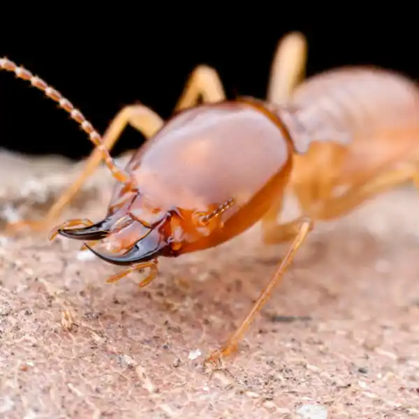 Close-up of a termite on a textured surface, showcasing its detailed anatomy and pincers.