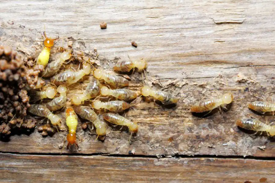 A cluster of termites gathered on a piece of wood - Keep pests away from your home with Anderson Pest Solutions in IL and IN