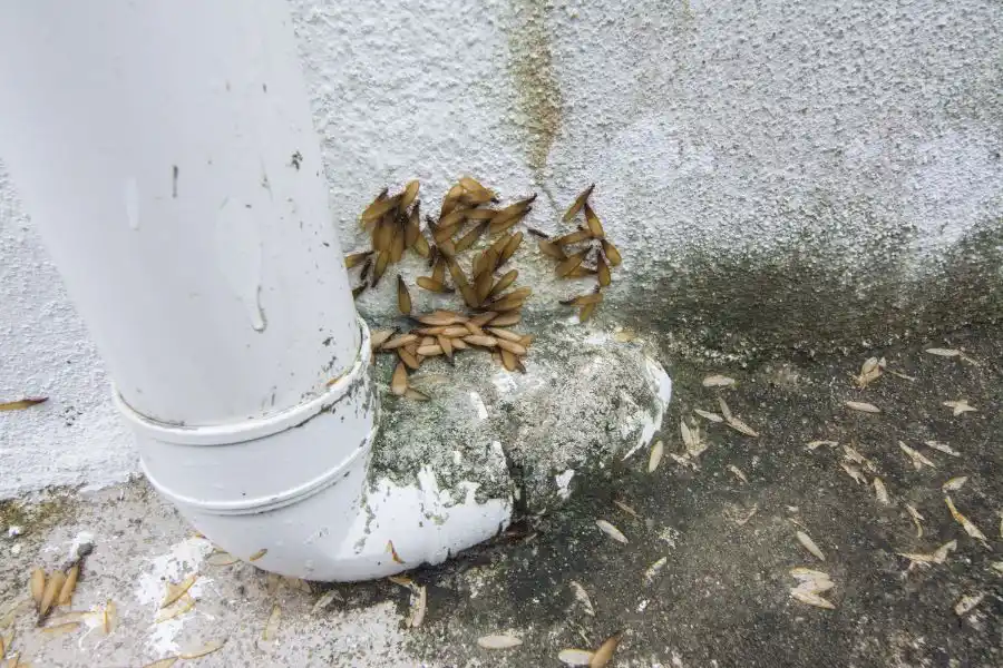 A cluster of termites gathered around a pipe outside of a building - Keep pests away from your property with Anderson Pest Solutions in IN and IL