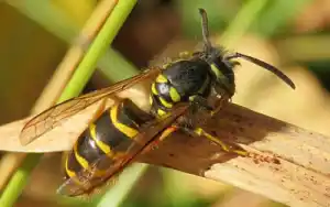 Yellow jacket on a leaf - Keep pests away from your home with Anderson Pest Solutions in IL and IN