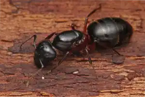 Wood destroying carpetner ant in Illinois and Indiana - Anderson Pest Solutions