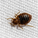 bed bug on bed In Illinois and Indiana | Anderson Pest Control