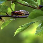 Cicadas In Illinois And Indiana | Anderson Pest Control serving Illinois and Indiana
