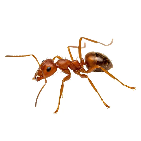 Fire Ants (perimeter/structure only)