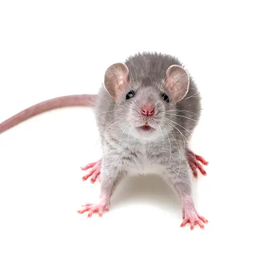 Gray rat against a white background - Keep pests away from your home with Anderson Pest Solutions