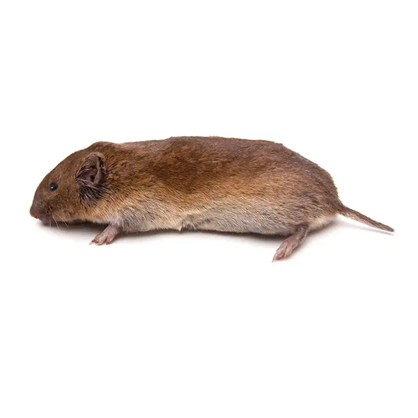 Vole (perimeter/structure only)