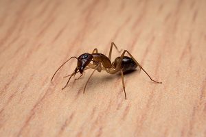 Close-up image of worker Carpenter Ant cleaning body on wooden table