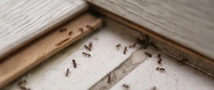 Ants Crawling on Floor