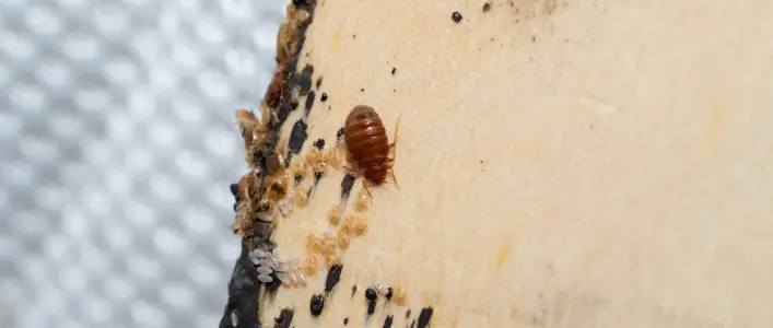 Bed Bug Infestation in a Mattress Frame