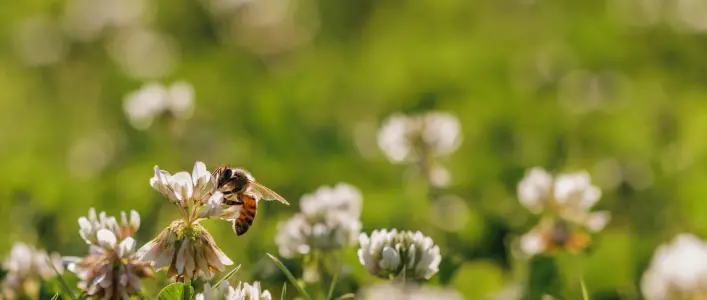 Honey Bee Gathering Nectar