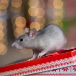 Rodent sitting on top of a Christmas present