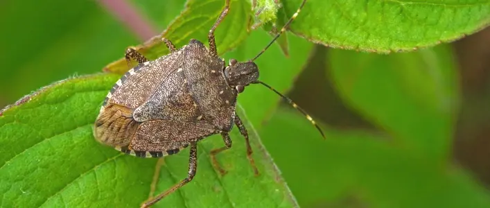 Closeup of Stink Bug on a Leaf