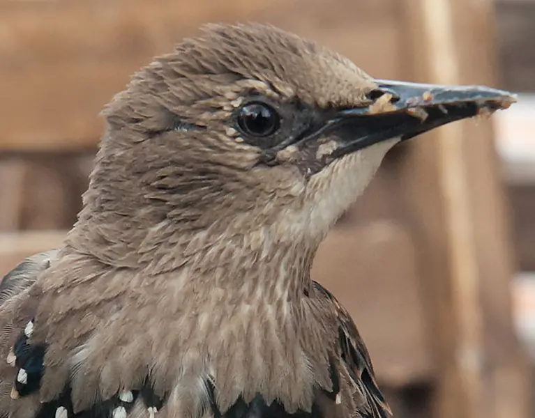 Closeup of a bird outside