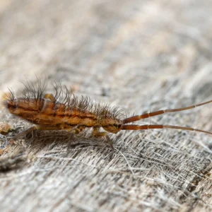 A Springtail crawling on a wooden surface