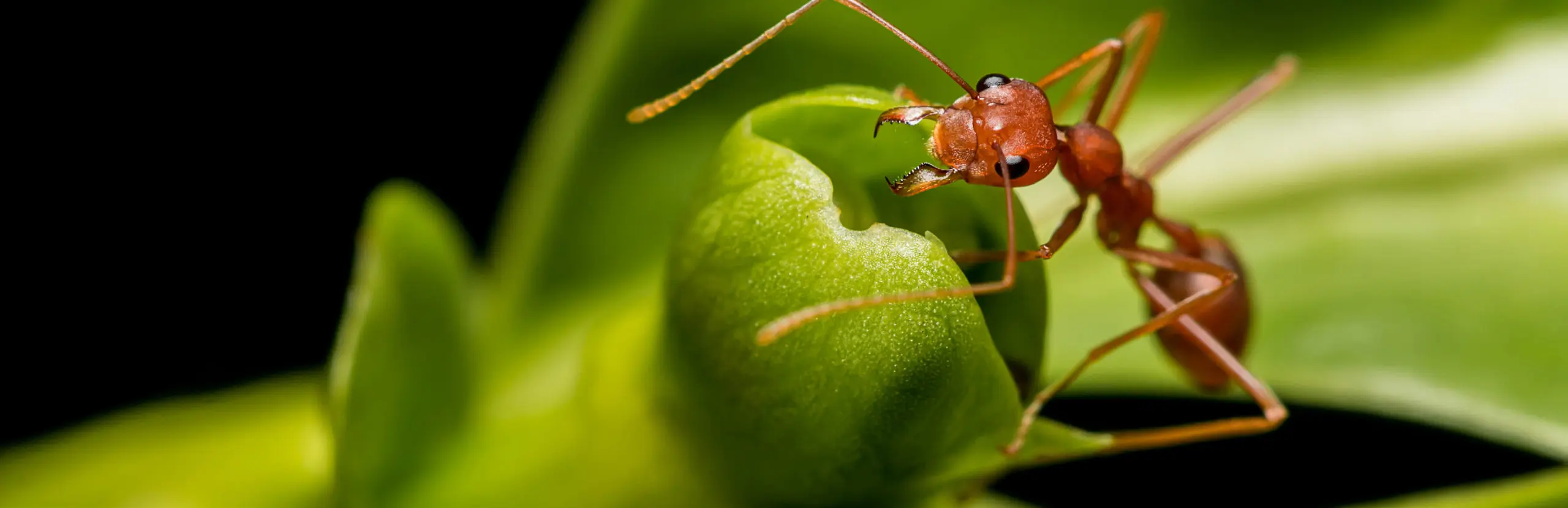 Closeup of ant ant on a leaf 