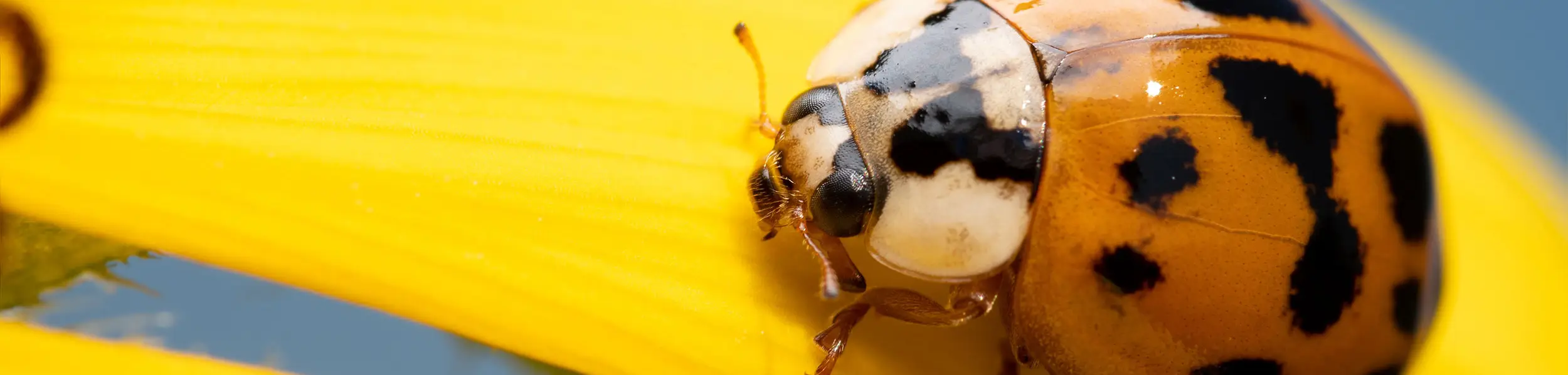 Closeup of a ladybug on a yellow flower