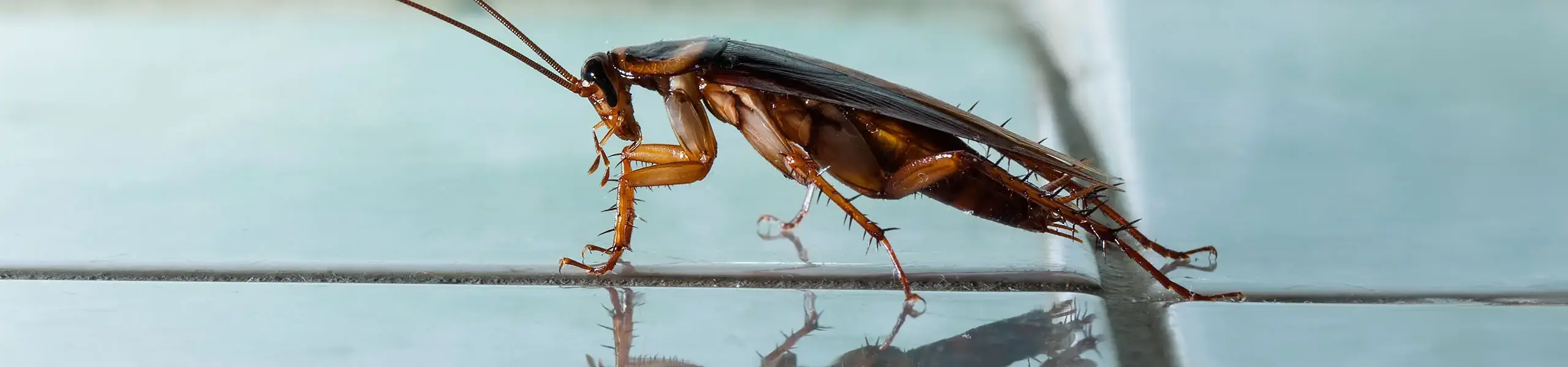 Closeup of a cockroach with blue background