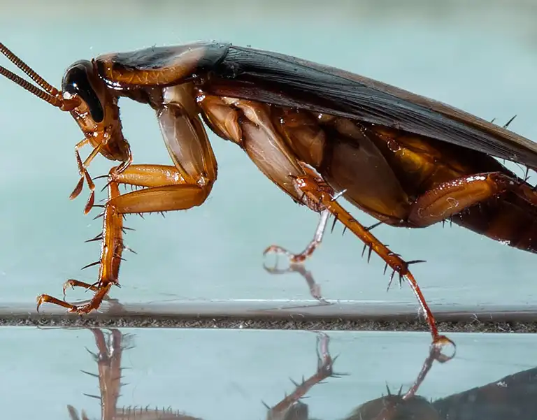 Closeup of a cockroach with blue background