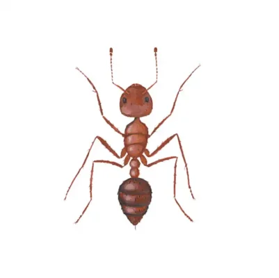 Closeup of a Fire Ant