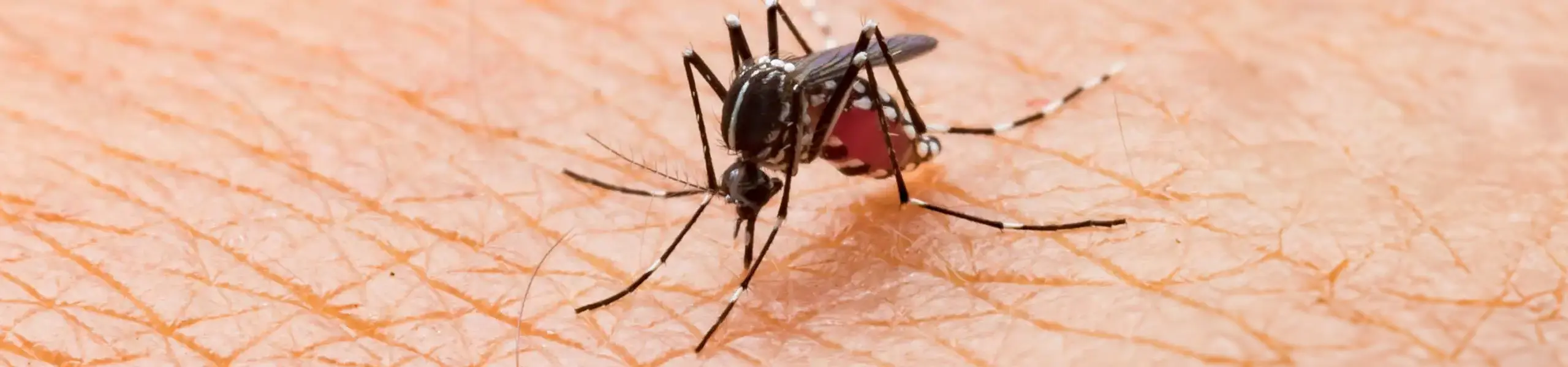 Closeup of a mosquito biting a person's hand