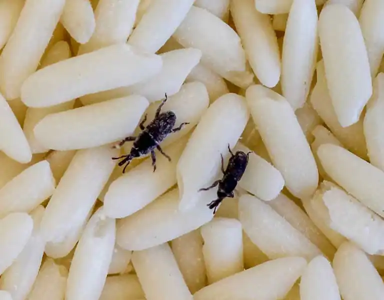 Closeup of Rice Weevils crawling over rice grains